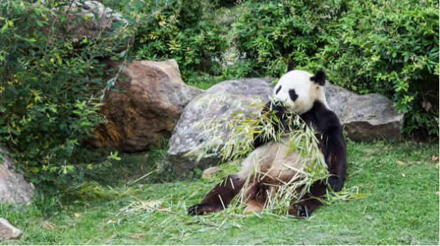 Un panda dans la pièce
